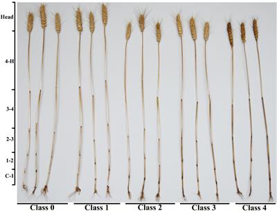 Fusarium pseudograminearum biomass and toxin accumulation in wheat tissues with and without Fusarium crown rot symptoms